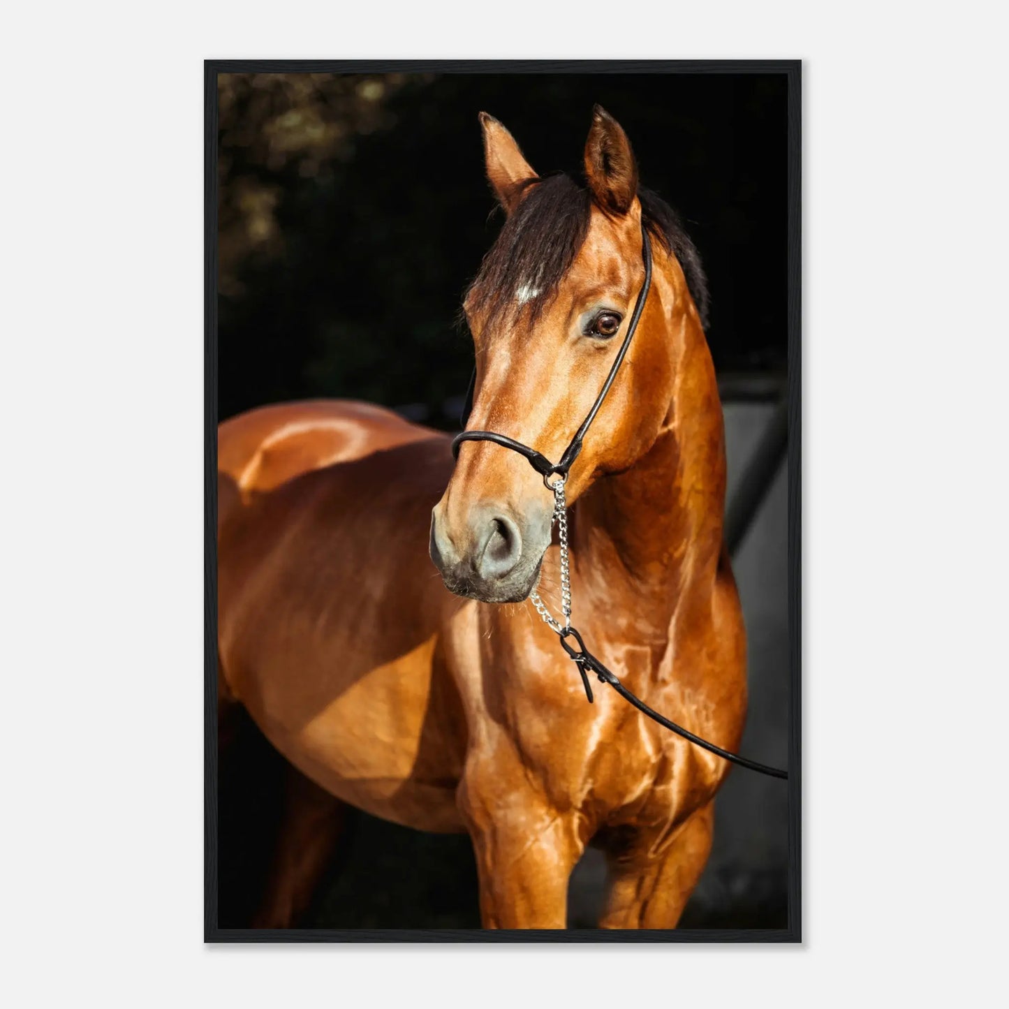 “Premium 🌿Earth-Conscious Pine Wall Art” - Animal Collections: Horse, Germany - Canvas Wiggle