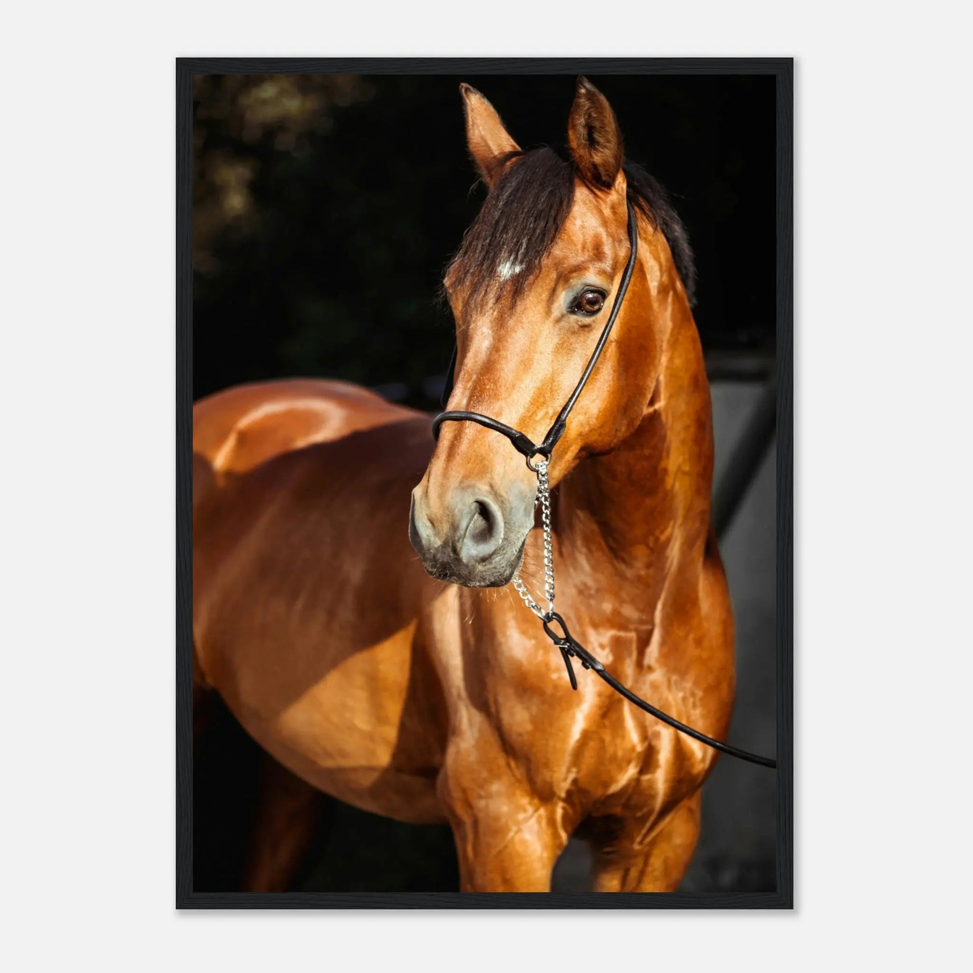 “Premium 🌿Earth-Conscious Pine Wall Art” - Animal Collections: Horse, Germany - Canvas Wiggle