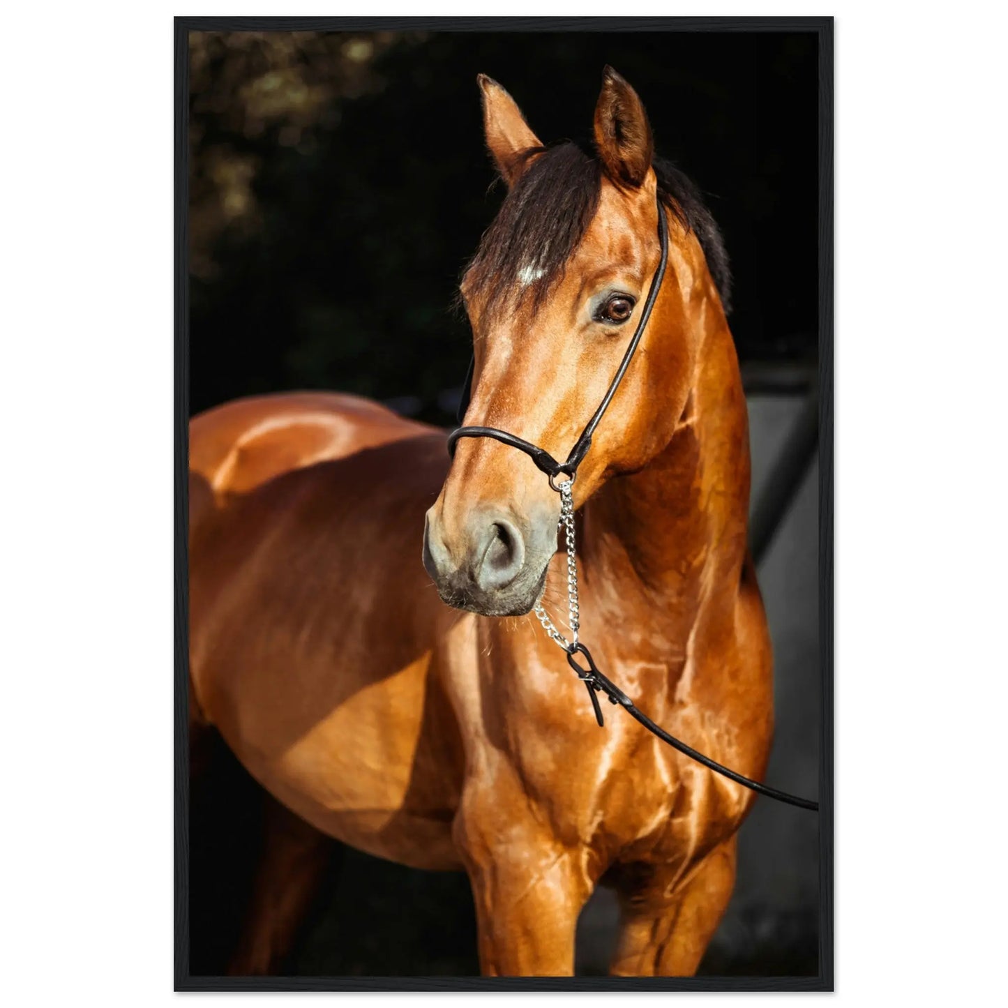 “Premium 🌿Earth-Conscious Pine Wall Art” - Animal Collections: Horse, Germany - Canvas Wiggle