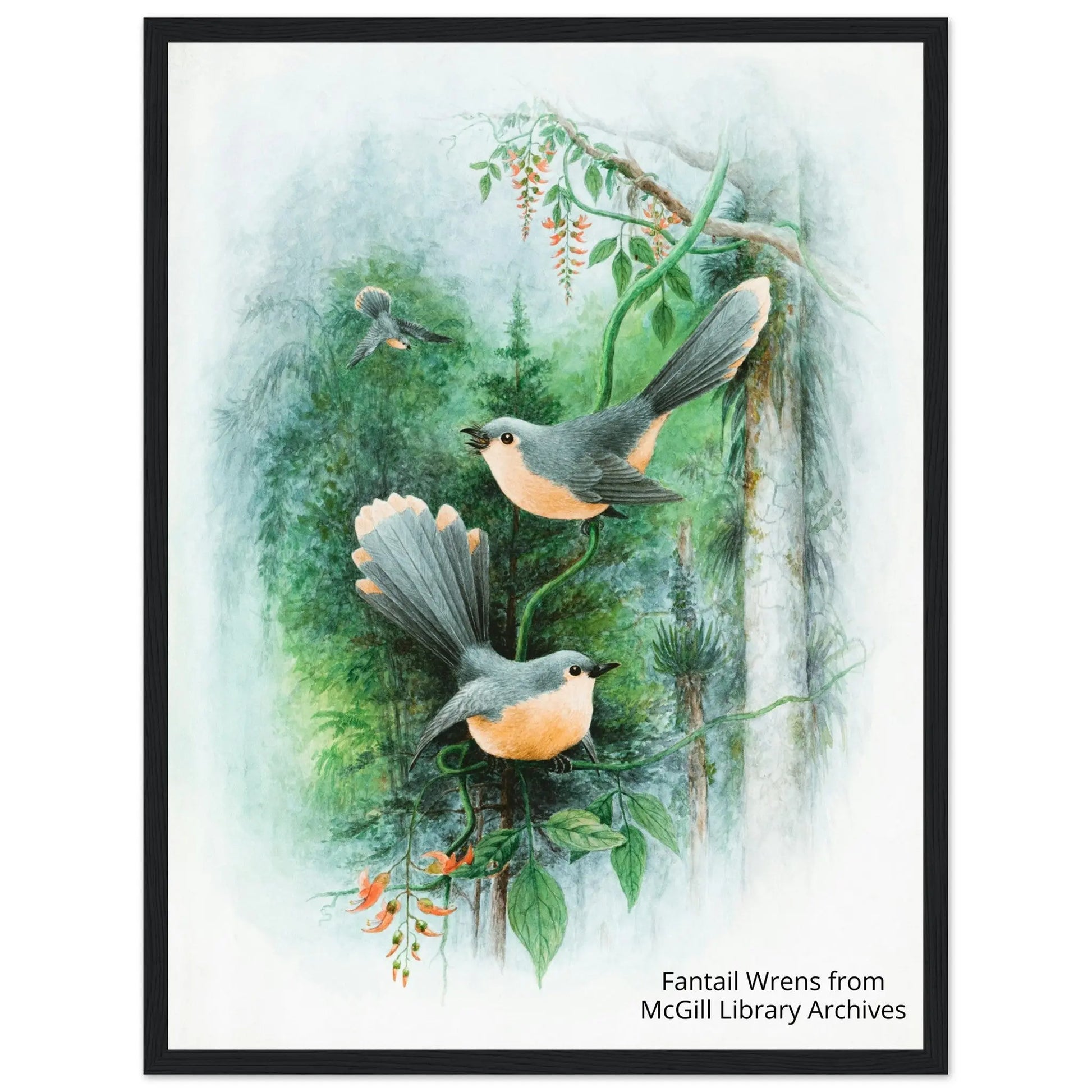 “Premium 🌿Earth-Conscious Pine Wall Art” - Classic Oil Painting Bird and Flower Collections: Fantail Wrens - Canvas Wiggle