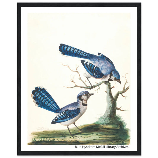 “Premium 🌿Earth-Conscious Pine Wall Art” - Classic Oil Painting, Bird and Flower Collections: Blue Jays from McGill Library Archives - Canvas Wiggle