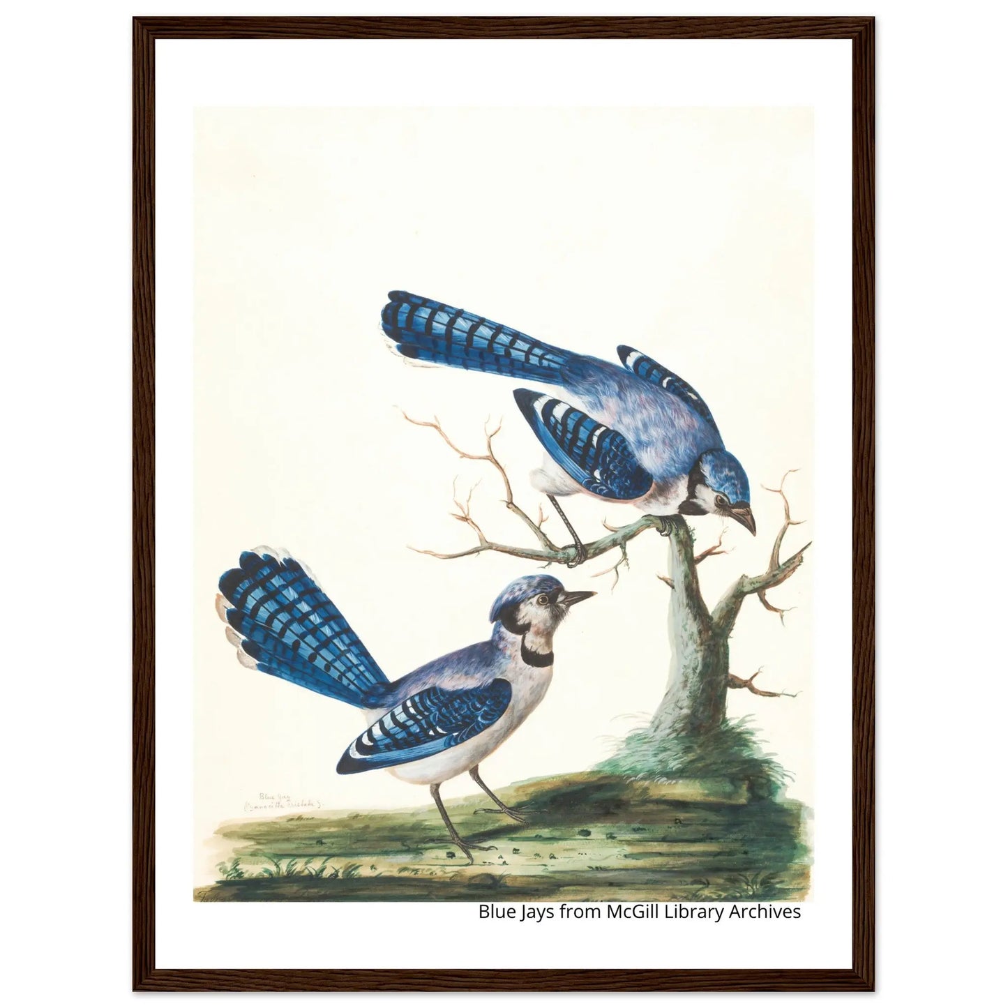 “Premium 🌿Earth-Conscious Pine Wall Art” - Classic Oil Painting, Bird and Flower Collections: Blue Jays from McGill Library Archives - Canvas Wiggle