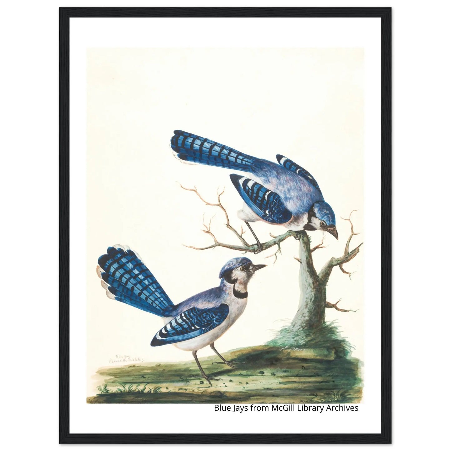 “Premium 🌿Earth-Conscious Pine Wall Art” - Classic Oil Painting, Bird and Flower Collections: Blue Jays from McGill Library Archives - Canvas Wiggle