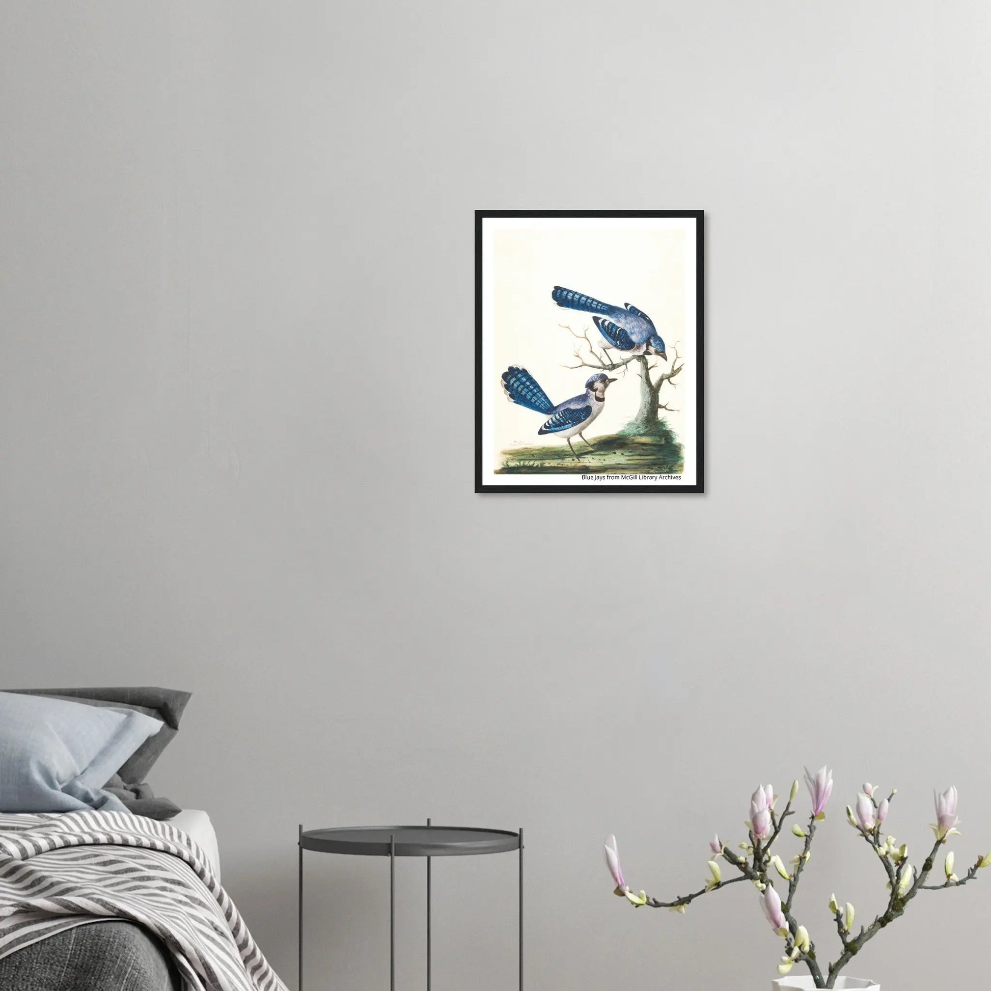 “Premium 🌿Earth-Conscious Pine Wall Art” - Classic Oil Painting, Bird and Flower Collections: Blue Jays from McGill Library Archives - Canvas Wiggle