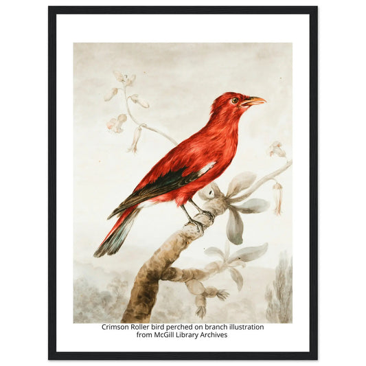 “Premium 🌿Earth-Conscious Pine Wall Art” - Classic Oil Painting, Bird and Flower Collections: Crimson Roller from McGill Library Archives - Canvas Wiggle