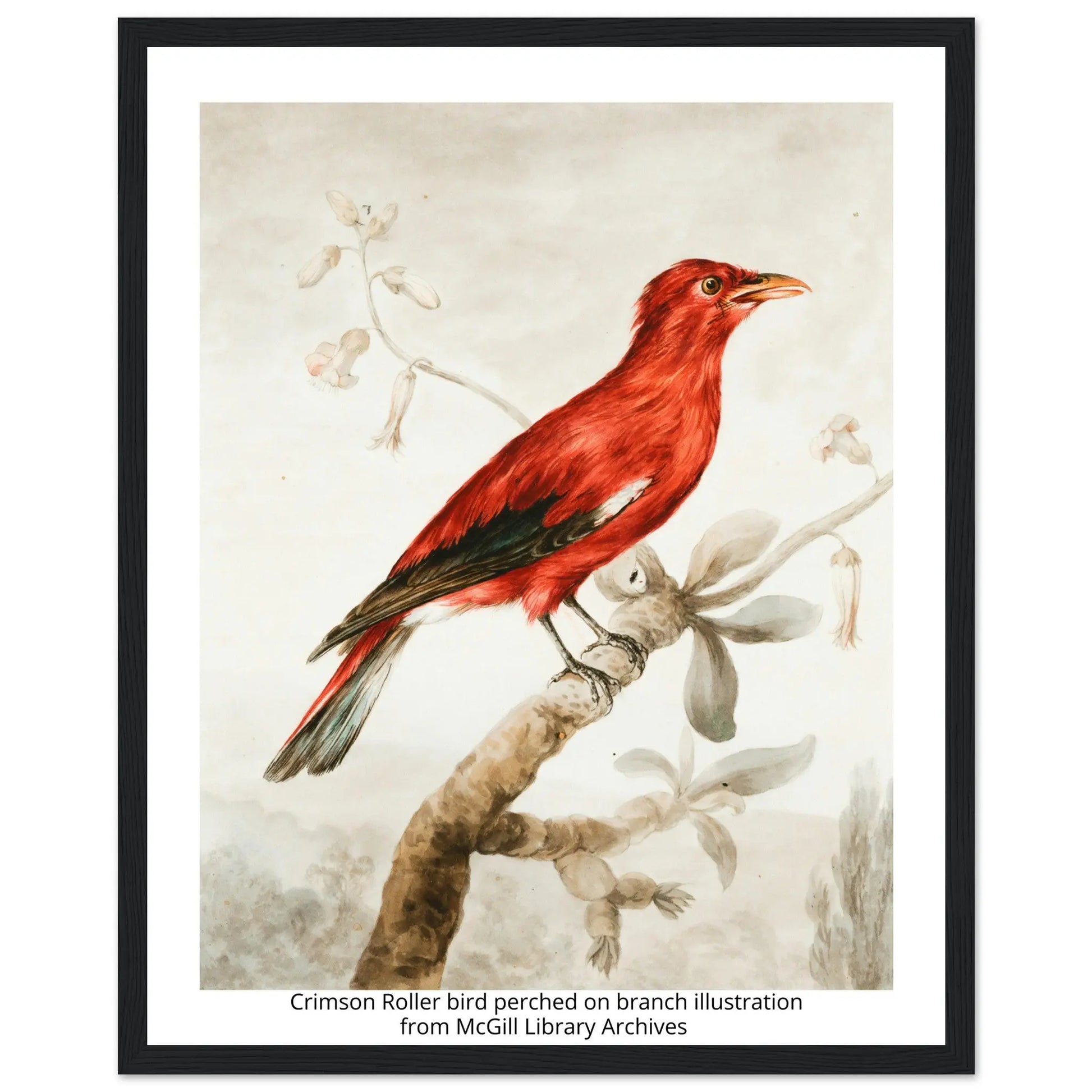 “Premium 🌿Earth-Conscious Pine Wall Art” - Classic Oil Painting, Bird and Flower Collections: Crimson Roller from McGill Library Archives - Canvas Wiggle