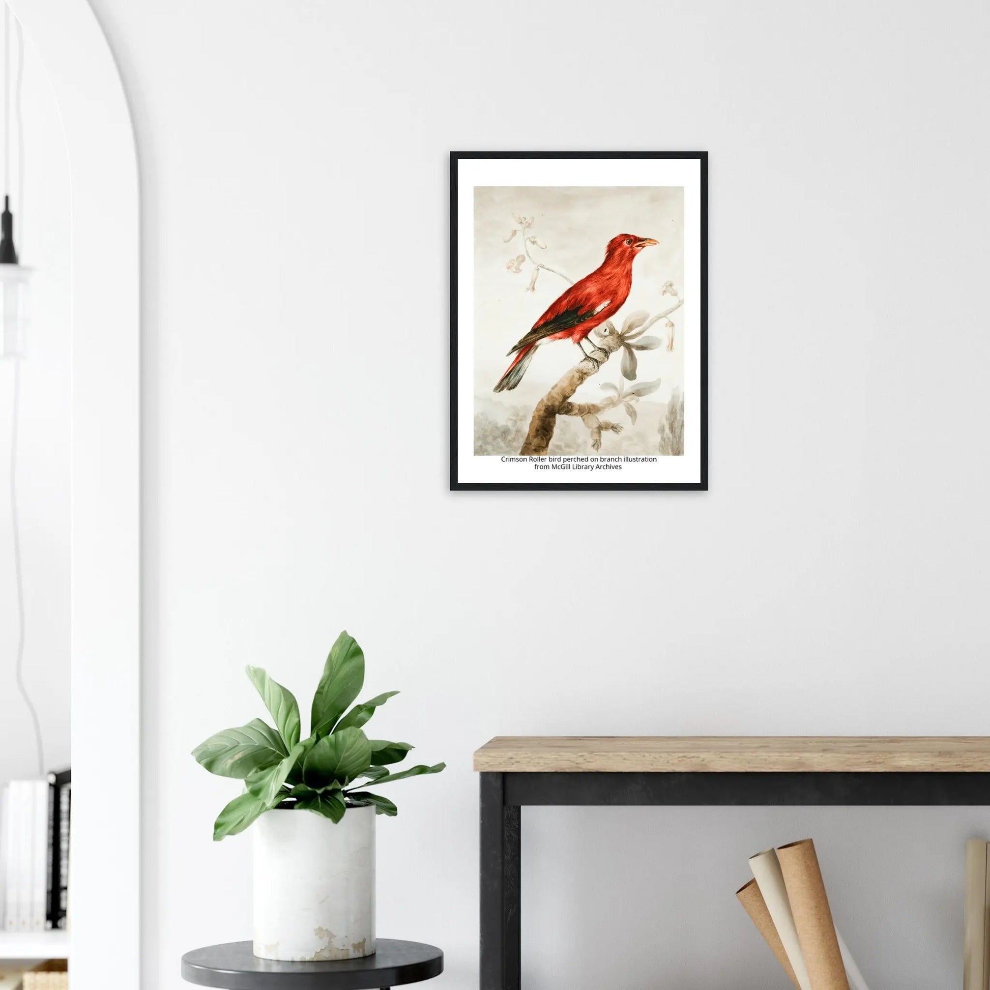 “Premium 🌿Earth-Conscious Pine Wall Art” - Classic Oil Painting, Bird and Flower Collections: Crimson Roller from McGill Library Archives - Canvas Wiggle