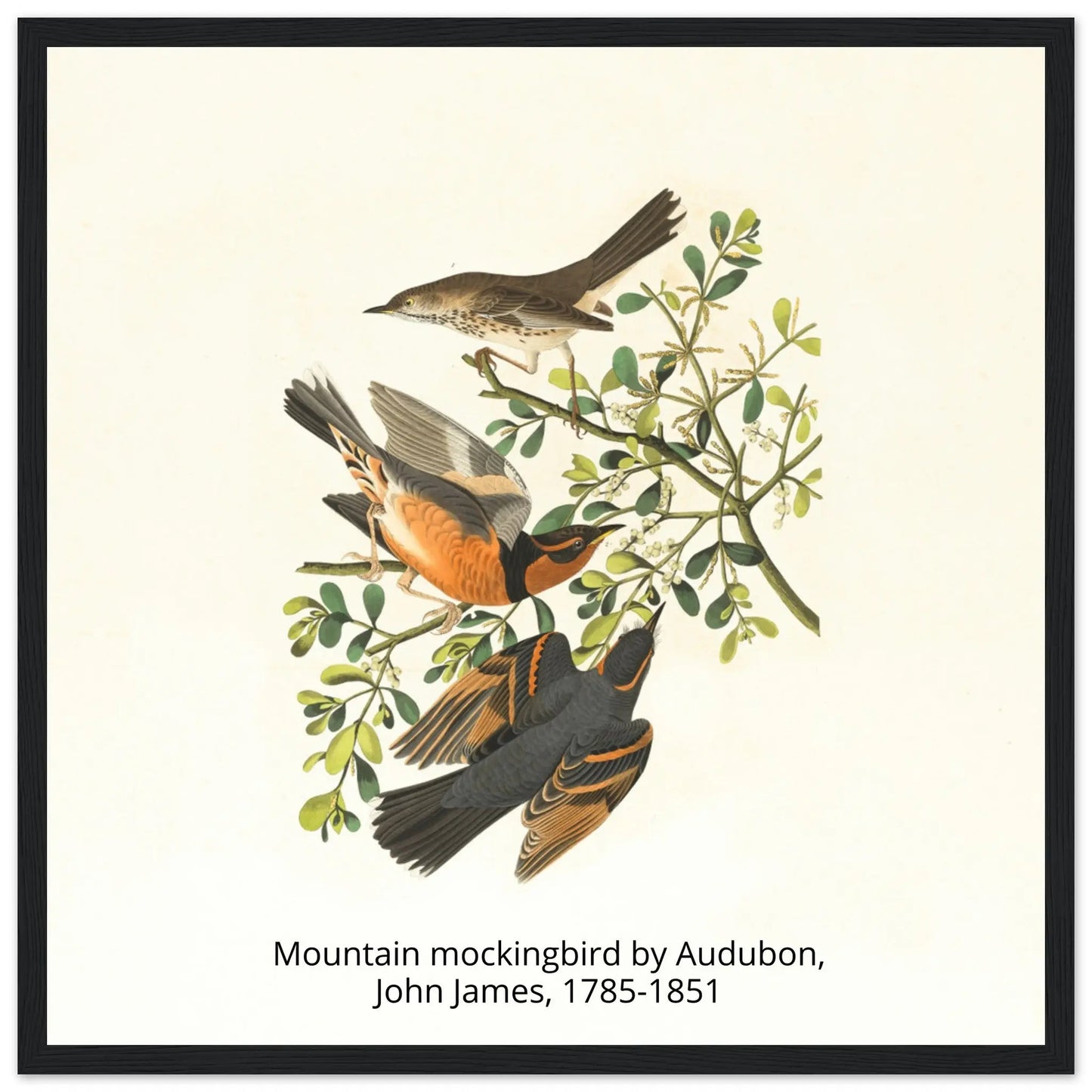 “Premium 🌿Earth-Conscious Pine Wall Art” - Classic Oil Painting, Bird and Flower Collections: Mountain Mockingbird by Audubon, John James, 1785-1851 - Canvas Wiggle