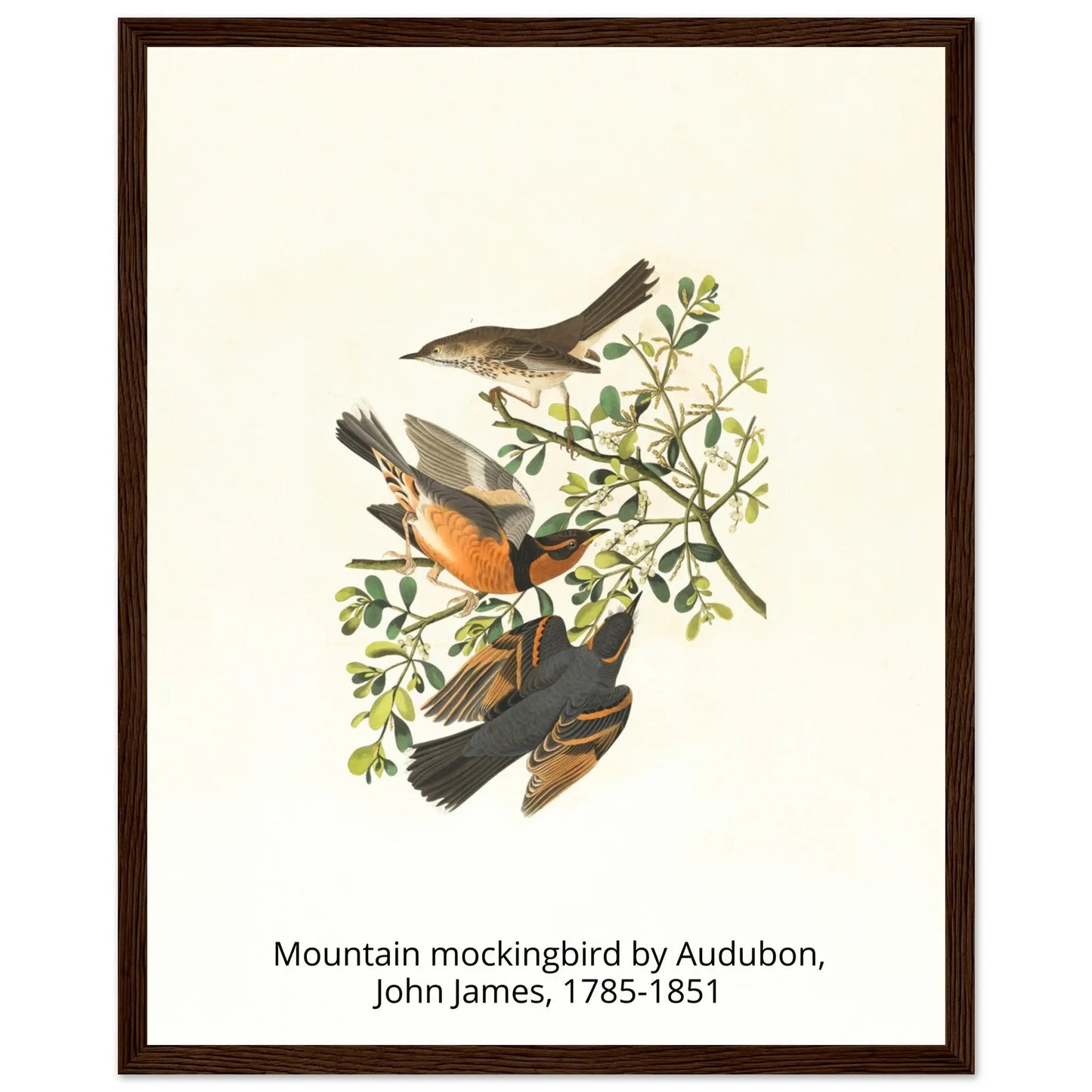 “Premium 🌿Earth-Conscious Pine Wall Art” - Classic Oil Painting, Bird and Flower Collections: Mountain Mockingbird by Audubon, John James, 1785-1851 - Canvas Wiggle