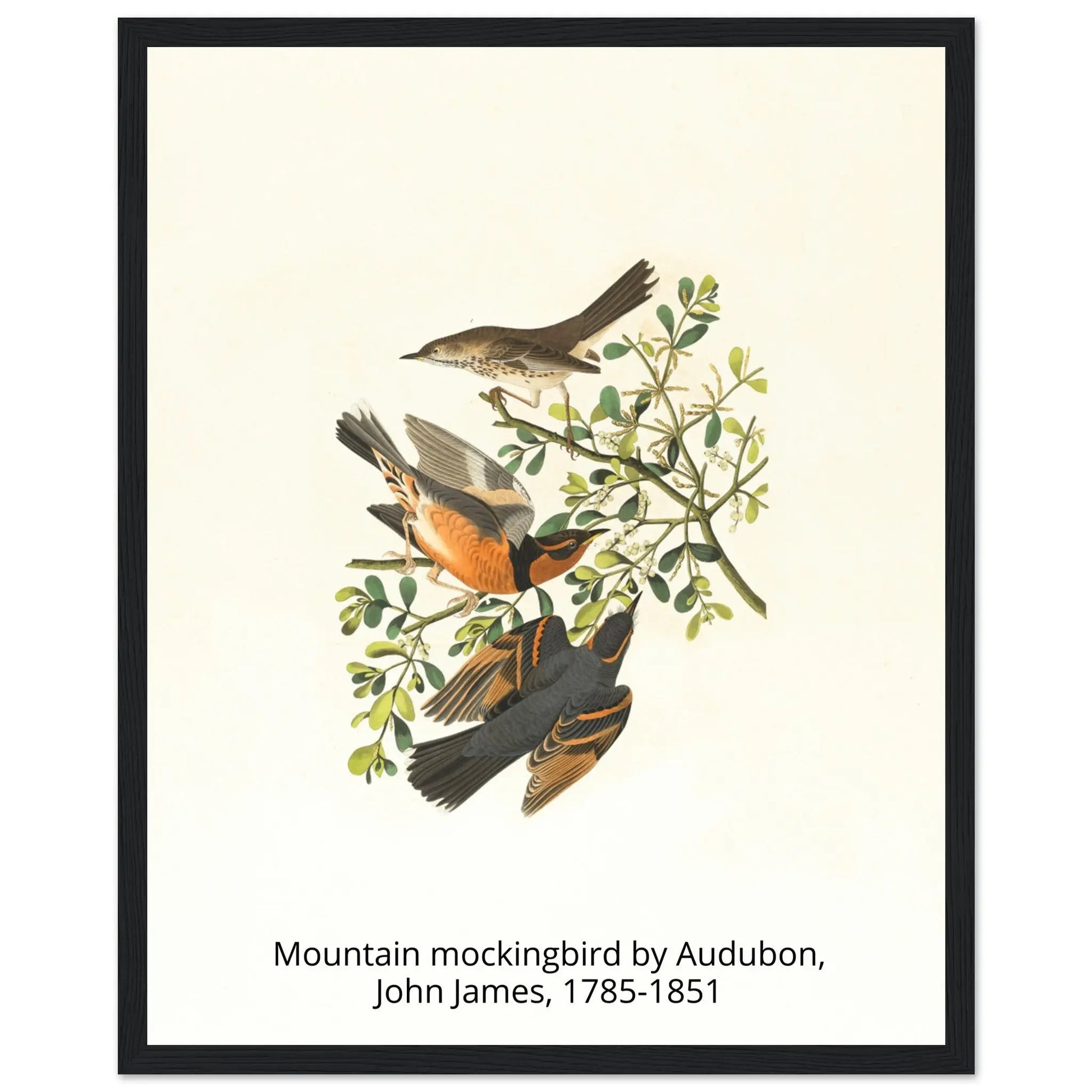 “Premium 🌿Earth-Conscious Pine Wall Art” - Classic Oil Painting, Bird and Flower Collections: Mountain Mockingbird by Audubon, John James, 1785-1851 - Canvas Wiggle