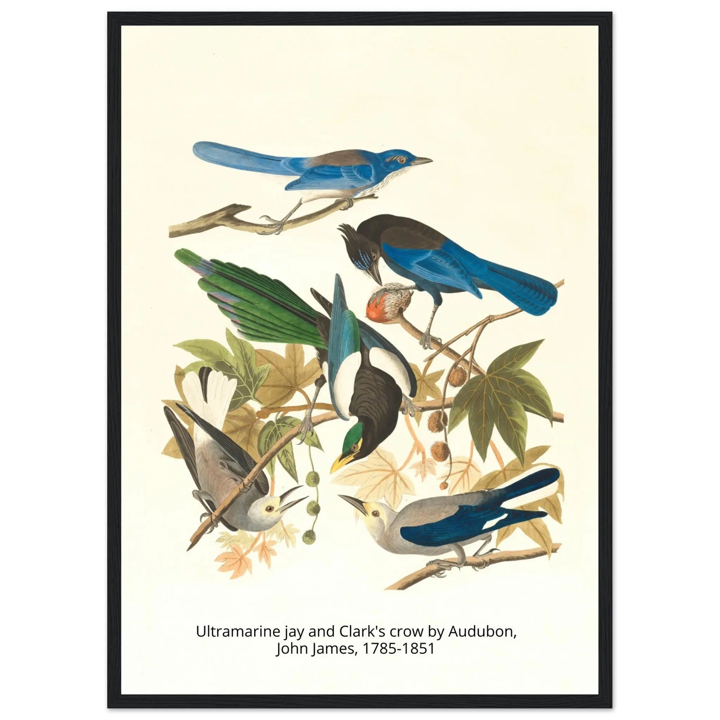 “Premium 🌿Earth-Conscious Pine Wall Art” - Classic Oil Painting, Bird and Flower Collections: Ultramarine jay and Clark's crow by Audubon, John James, 1785-1851 - Canvas Wiggle