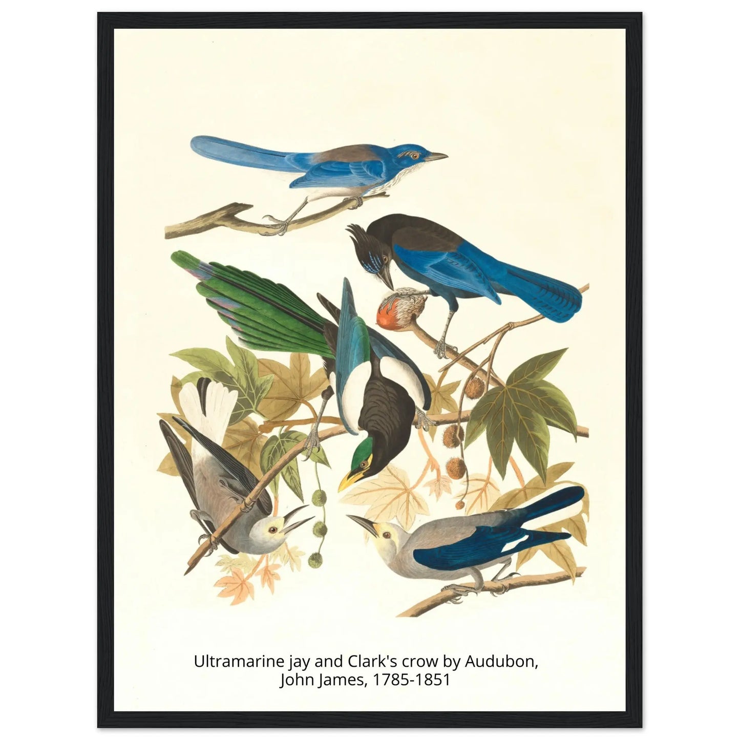 “Premium 🌿Earth-Conscious Pine Wall Art” - Classic Oil Painting, Bird and Flower Collections: Ultramarine jay and Clark's crow by Audubon, John James, 1785-1851 - Canvas Wiggle