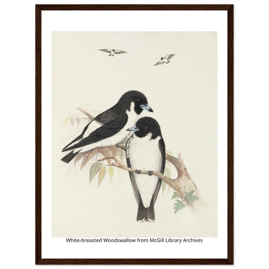 “Premium 🌿Earth-Conscious Pine Wall Art” - Classic Oil Painting, Bird and Flower Collections: White Breasted Woodswallow - Canvas Wiggle