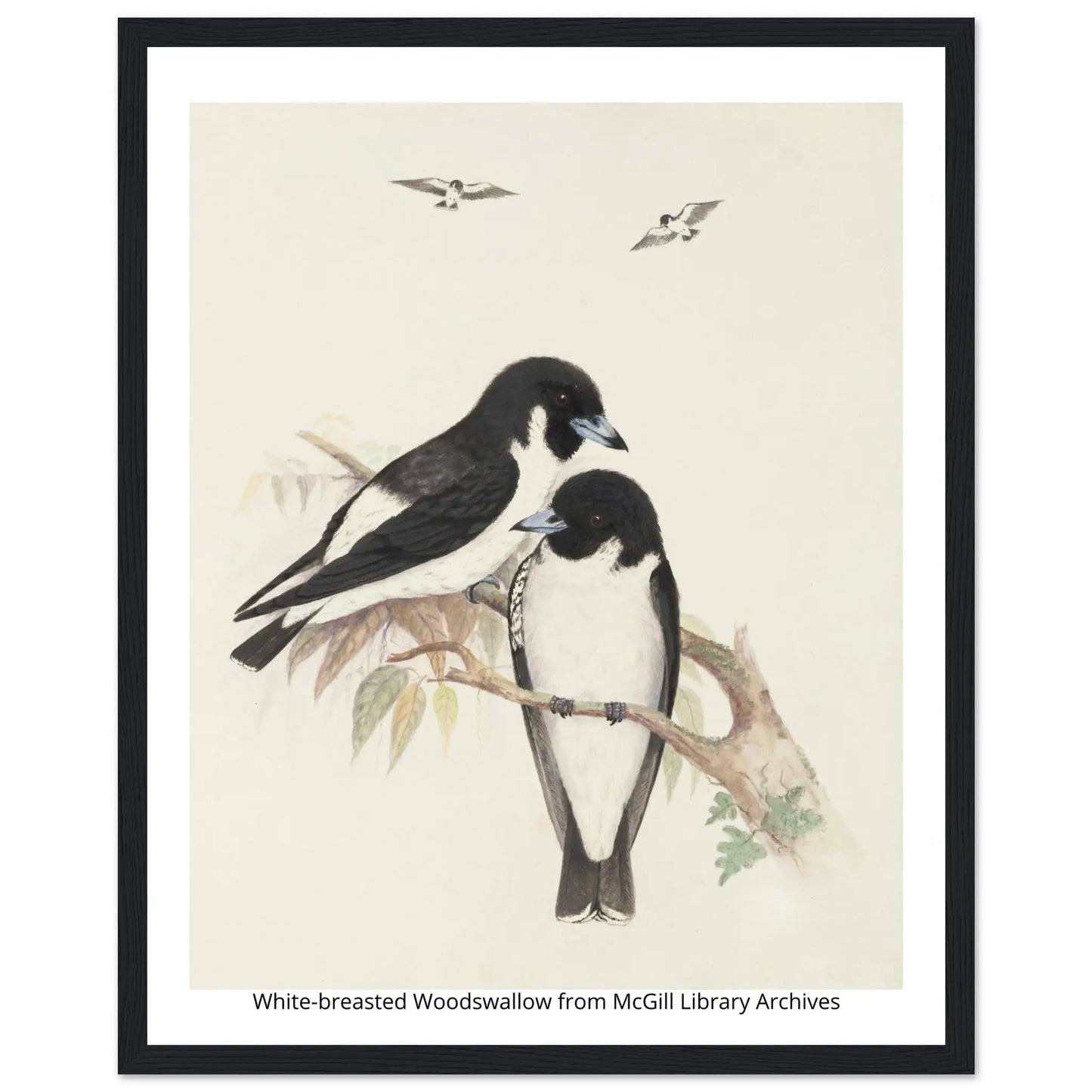 “Premium 🌿Earth-Conscious Pine Wall Art” - Classic Oil Painting, Bird and Flower Collections: White Breasted Woodswallow - Canvas Wiggle