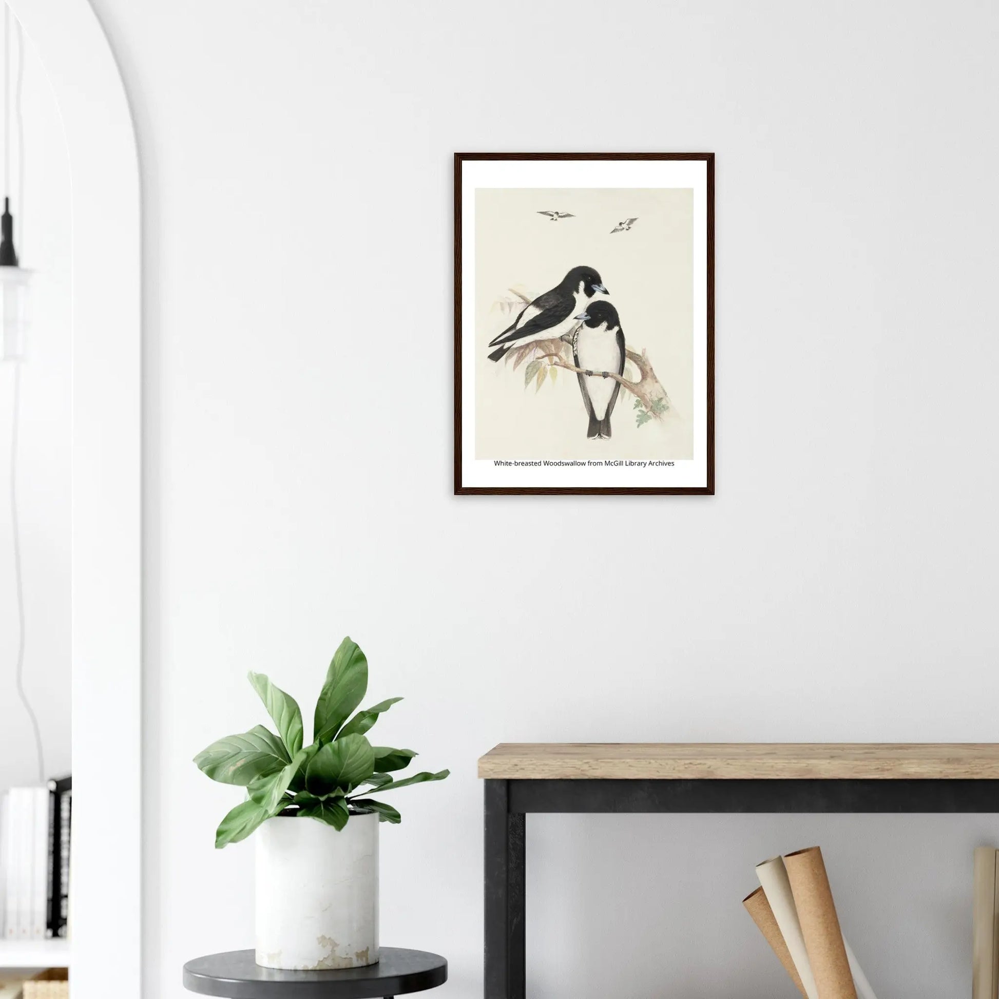 “Premium 🌿Earth-Conscious Pine Wall Art” - Classic Oil Painting, Bird and Flower Collections: White Breasted Woodswallow - Canvas Wiggle