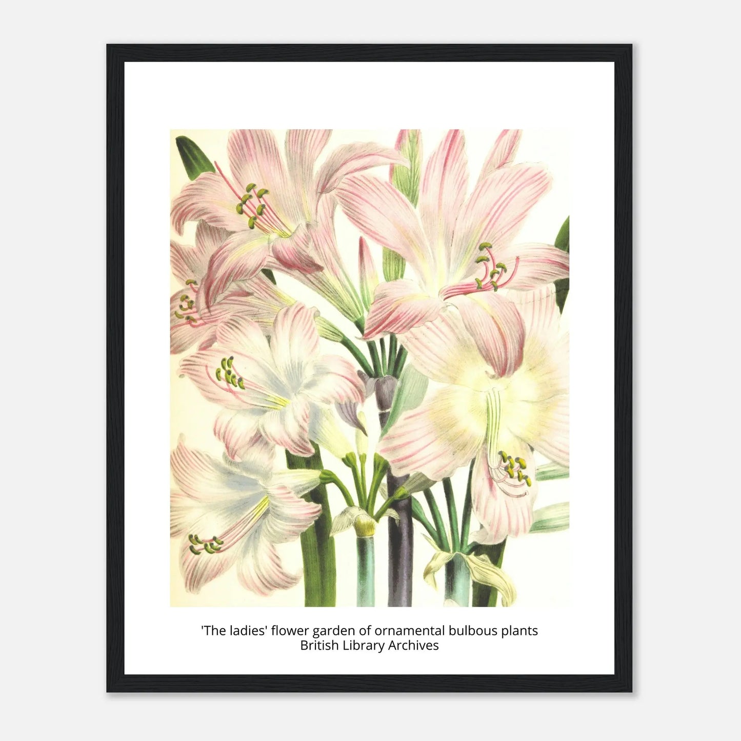 “Premium 🌿Earth-Conscious Pine Wall Art” - Classic Oil Painting, Bird and Flower Collections: 'The ladies' flower garden of ornamental bulbous plants' - Canvas Wiggle