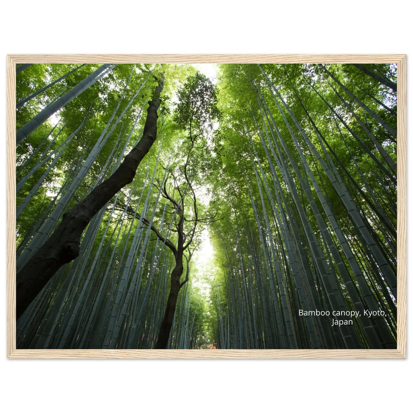 “Premium 🌿Earth-Conscious Pine Wall Art” - Untamed Nature Collections: Bamboo Canopy, Japan - Canvas Wiggle