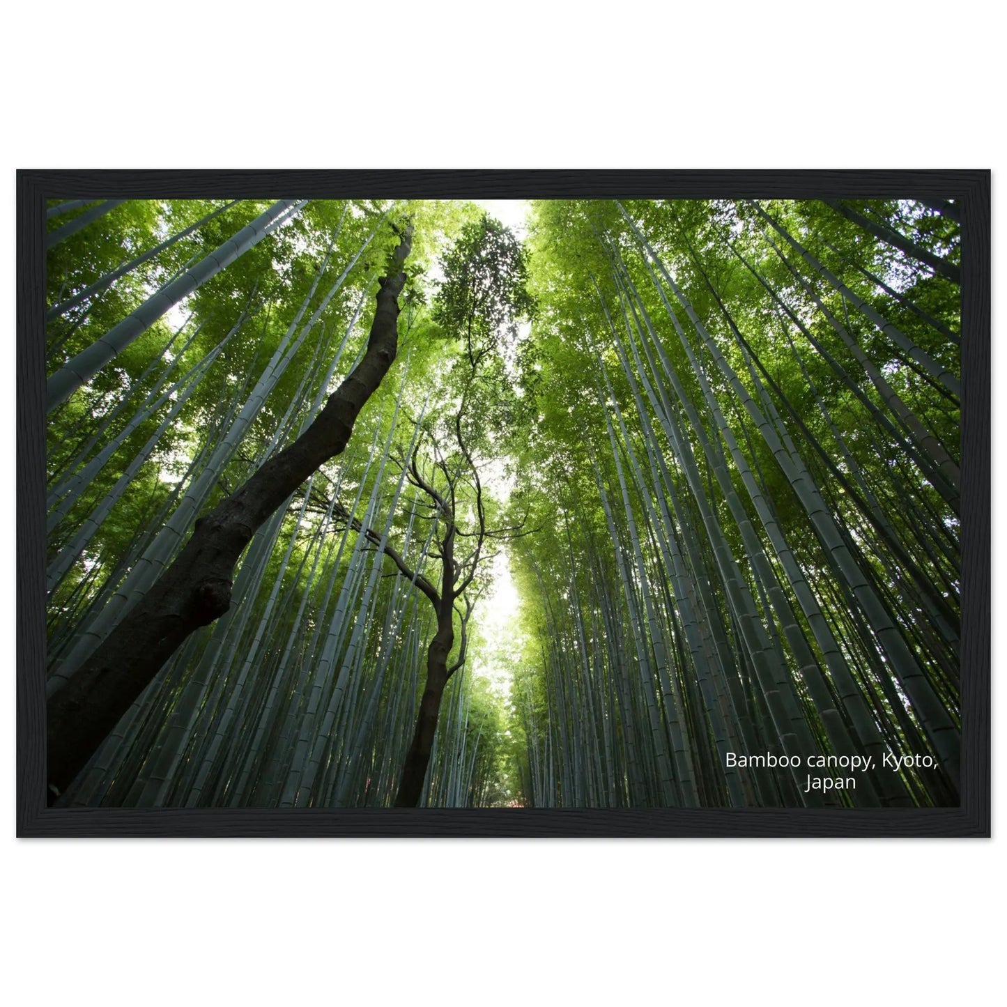 “Premium 🌿Earth-Conscious Pine Wall Art” - Untamed Nature Collections: Bamboo Canopy, Japan - Canvas Wiggle