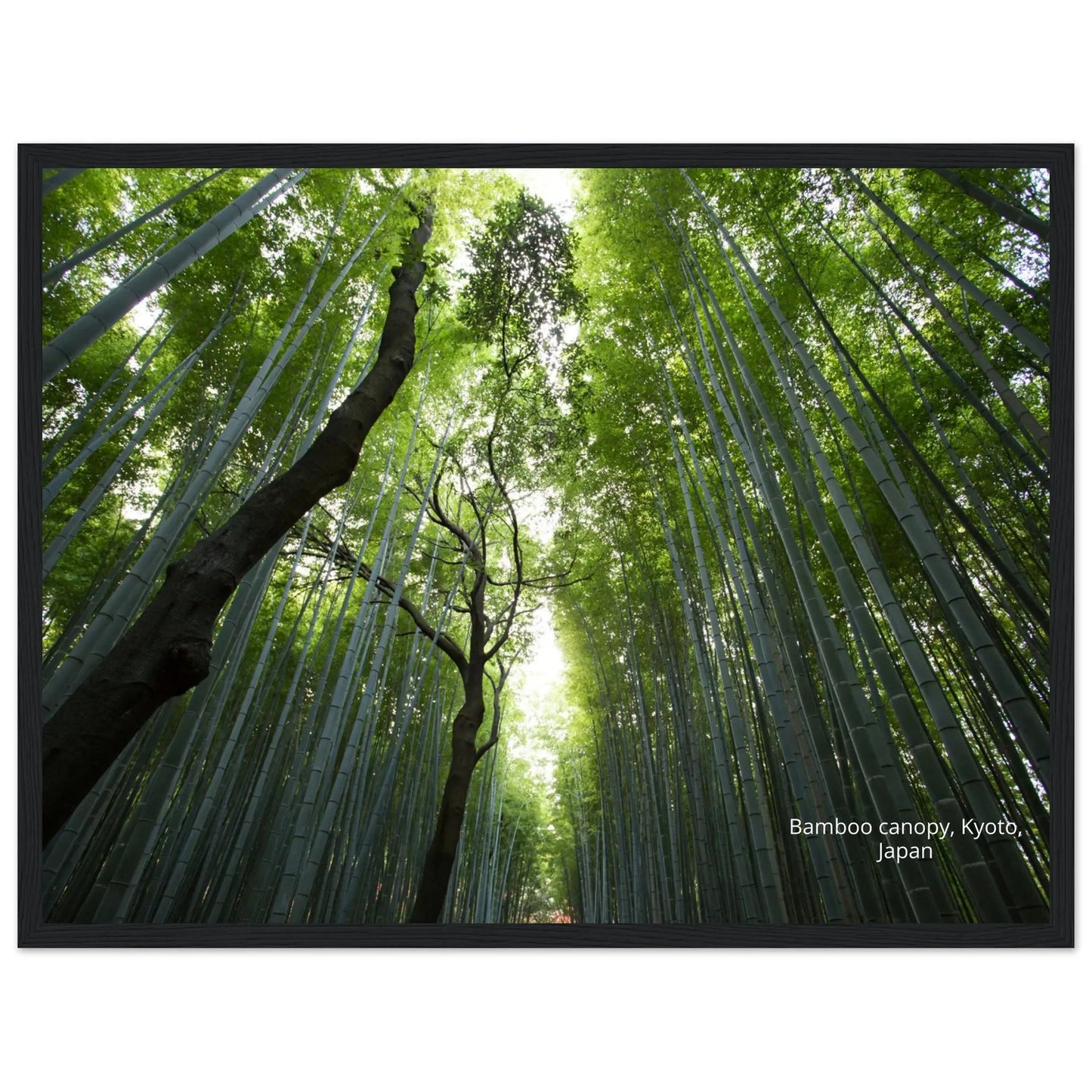 “Premium 🌿Earth-Conscious Pine Wall Art” - Untamed Nature Collections: Bamboo Canopy, Japan - Canvas Wiggle