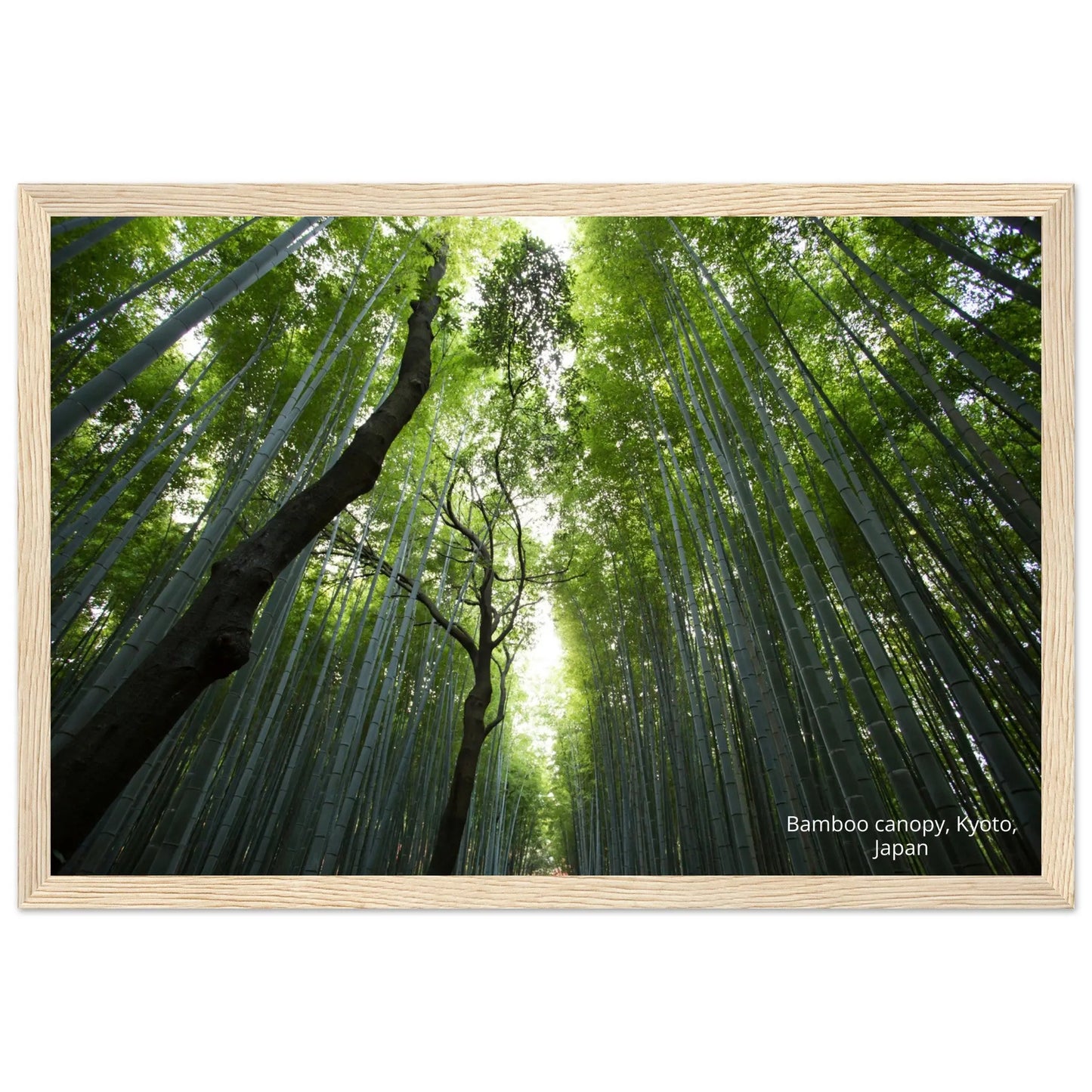 “Premium 🌿Earth-Conscious Pine Wall Art” - Untamed Nature Collections: Bamboo Canopy, Japan - Canvas Wiggle