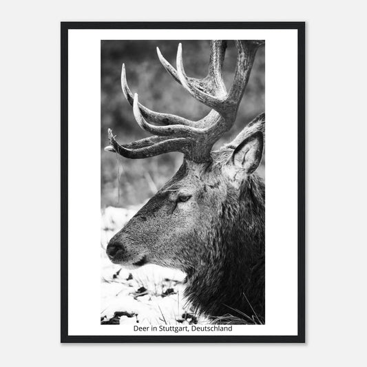 “Premium 🌿Earth-Conscious Pine Wall Art” - Untamed Nature Collections: Deer in Stuttgart, Deutschland - Canvas Wiggle