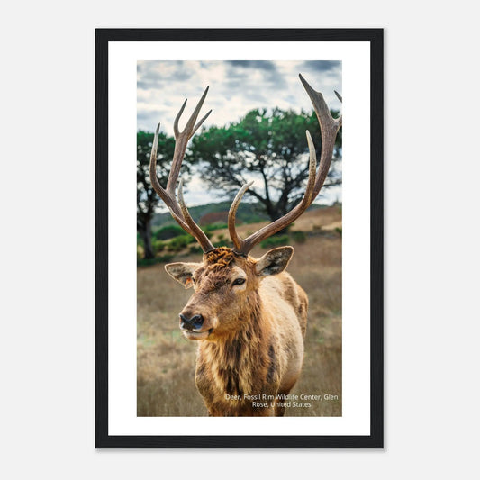 “Premium 🌿Earth-Conscious Pine Wall Art” - Untamed Nature Collections: Deer, Fossil Rim Wildlife Center, United States - Canvas Wiggle