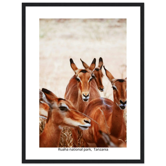 “Premium 🌿Earth-Conscious Pine Wall Art” - Untamed Nature Collections: Deer, Ruaha National Park, Tanzania - Canvas Wiggle