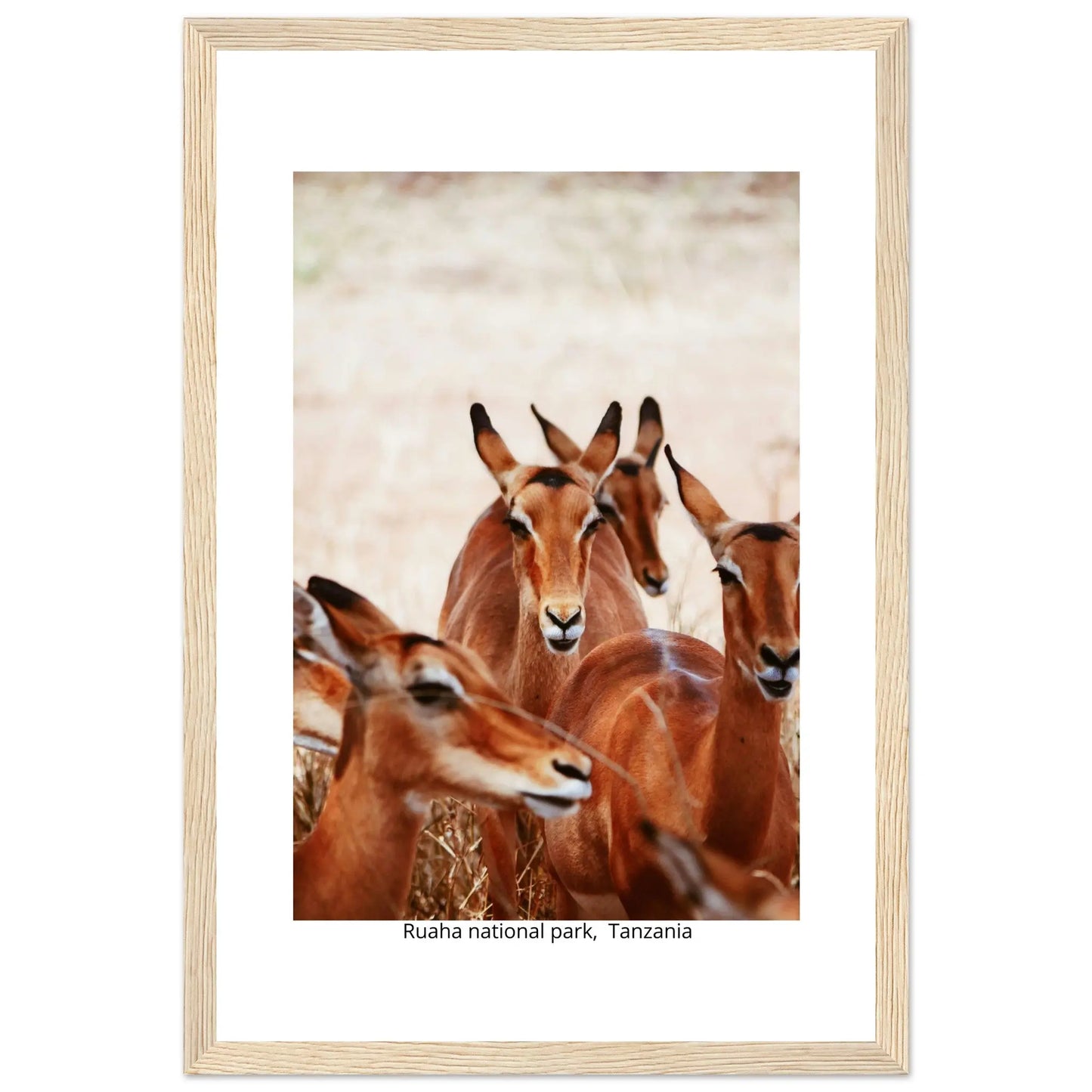 “Premium 🌿Earth-Conscious Pine Wall Art” - Untamed Nature Collections: Deer, Ruaha National Park, Tanzania - Canvas Wiggle