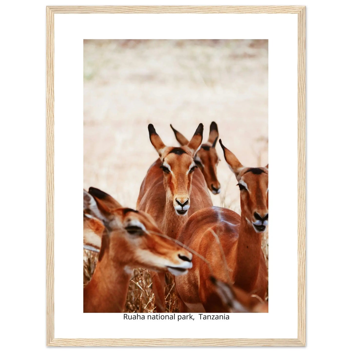 “Premium 🌿Earth-Conscious Pine Wall Art” - Untamed Nature Collections: Deer, Ruaha National Park, Tanzania - Canvas Wiggle