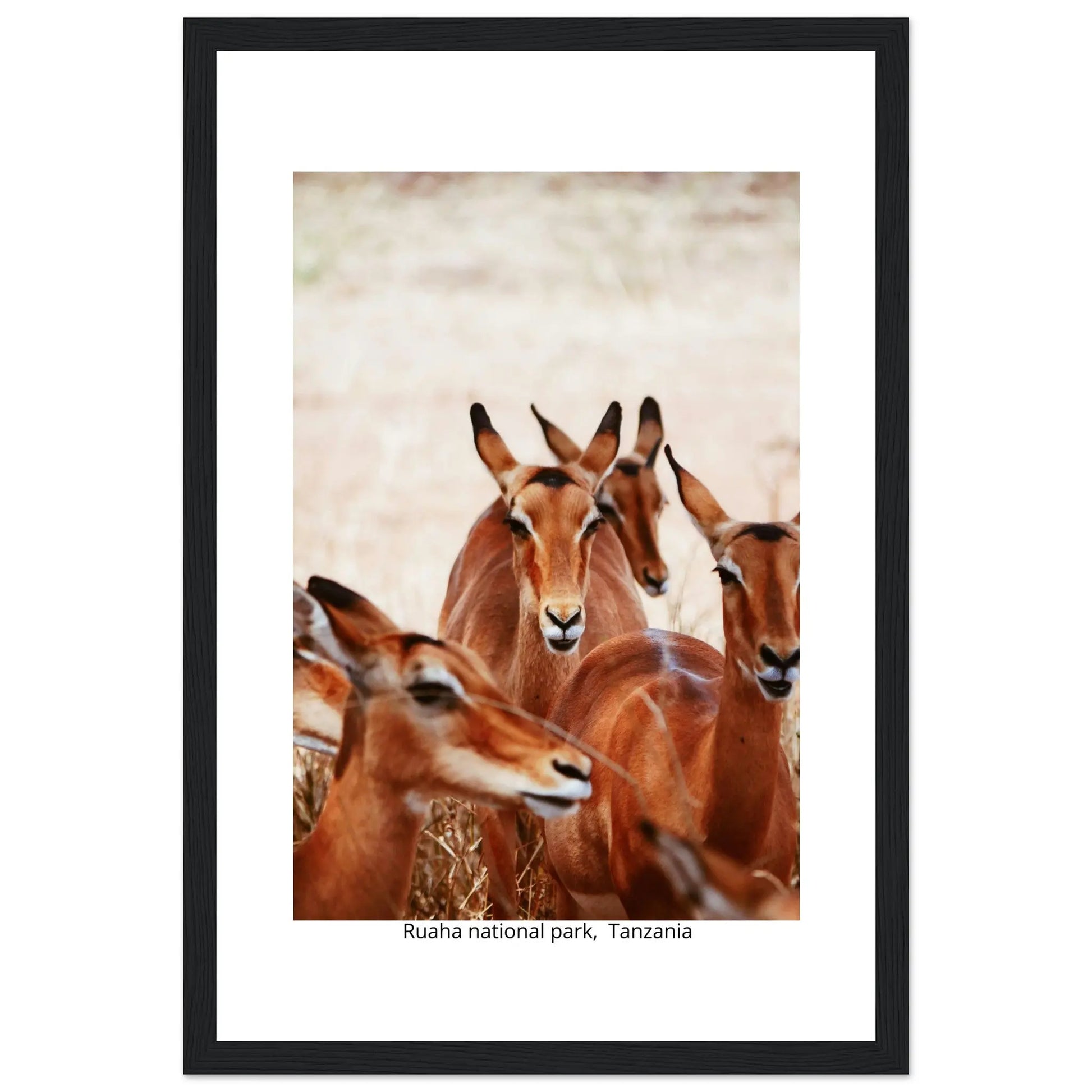 “Premium 🌿Earth-Conscious Pine Wall Art” - Untamed Nature Collections: Deer, Ruaha National Park, Tanzania - Canvas Wiggle