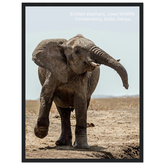 “Premium 🌿Earth-Conscious Pine Wall Art” - Untamed Nature Collections: Elephant, Lewa Wildlife Conservancy, Kenya - Canvas Wiggle