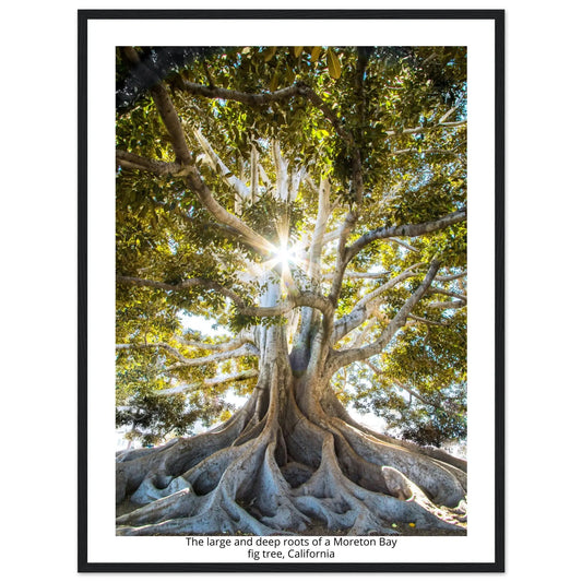 “Premium 🌿Earth-Conscious Pine Wall Art” - Untamed Nature Collections: Fig Tree, Moreton Bay, California - Canvas Wiggle