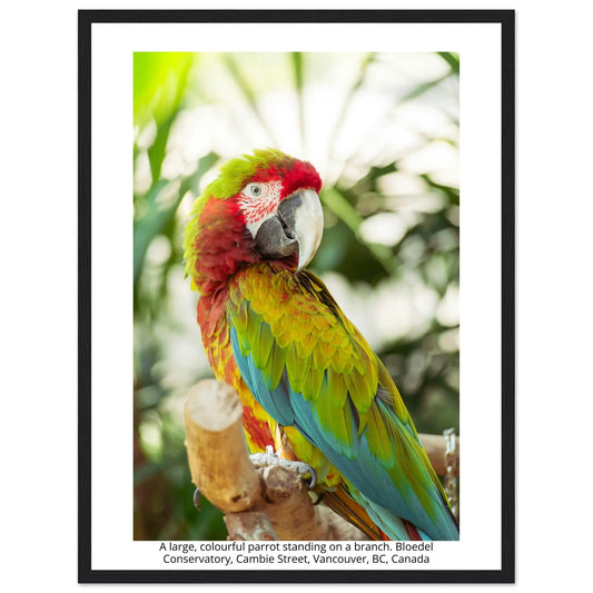 “Premium 🌿Earth-Conscious Pine Wall Art” - Untamed Nature Collections: Parrot, Bloedel Conservatory, Canada - Canvas Wiggle